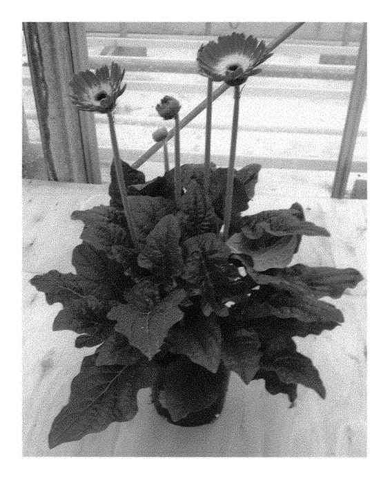 Figure 1 of US plant patent PP29812, the photograph of Garspice Imp printed in the patent.