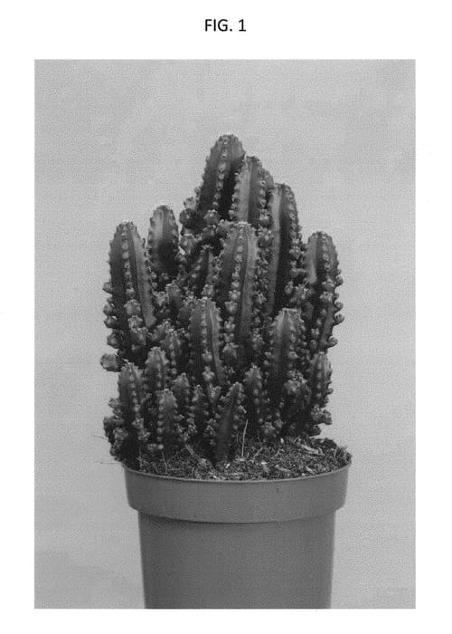 Figure 1 of US plant patent PP29813, the photograph of Paolina printed in the patent.