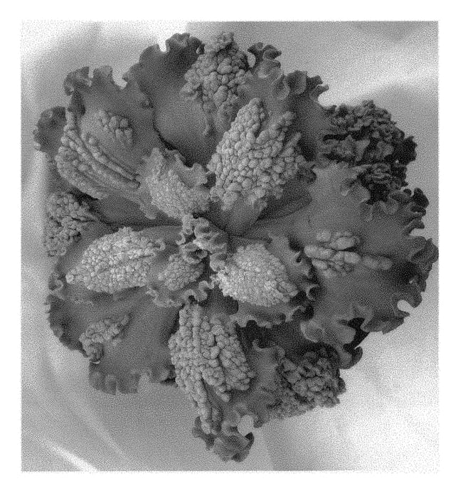 Figure 1 of US plant patent PP29814, the photograph of Sea Dragon printed in the patent.