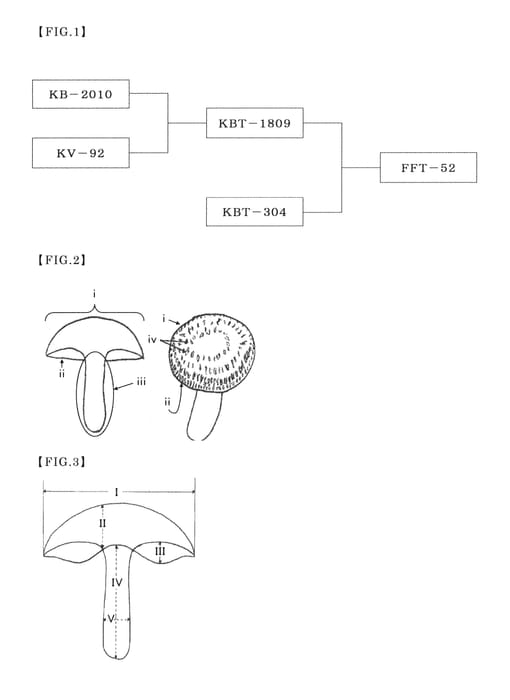 Figure 1 of US plant patent PP29815, the photograph of FFT-52 printed in the patent.