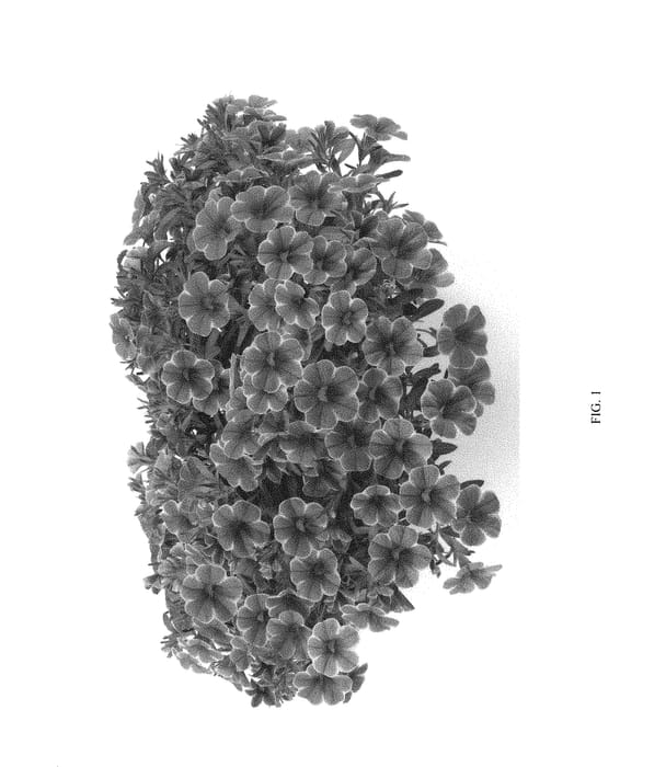 Figure 1 of US plant patent PP29816, the photograph of DCALCOCHLA printed in the patent.