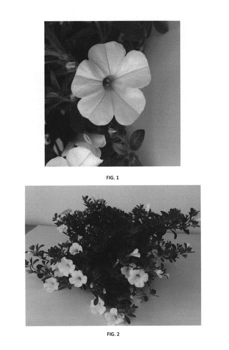 Figure 1 of US plant patent PP29817, the photograph of CBRZ0013 printed in the patent.