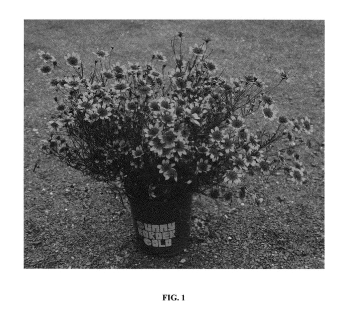 Figure 1 of US plant patent PP29818, the photograph of Red Tapestry printed in the patent.
