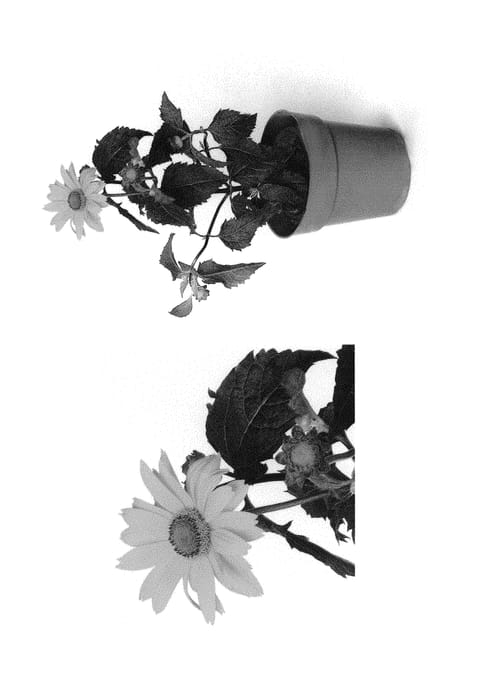 Figure 1 of US plant patent PP29819, the photograph of Inhelsodor printed in the patent.