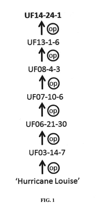 Figure 1 of US plant patent PP29820, the photograph of UF14-24-1 printed in the patent.