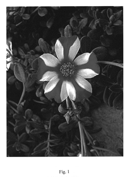 Figure 1 of US plant patent PP29821, the photograph of LAZPRT1707 printed in the patent.