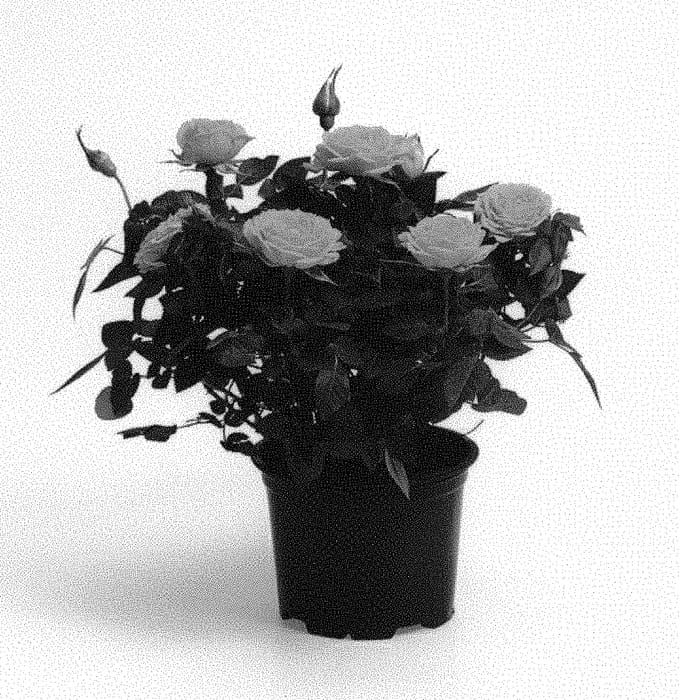 Figure 1 of US plant patent PP29822, the photograph of QIR 1601 printed in the patent.