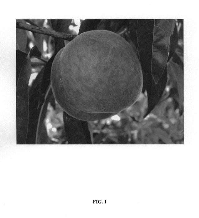 Figure 1 of US plant patent PP29823, the photograph of Fire Zest One printed in the patent.