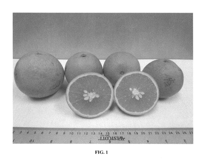Figure 1 of US plant patent PP29824, the photograph of Florida EV2 printed in the patent.