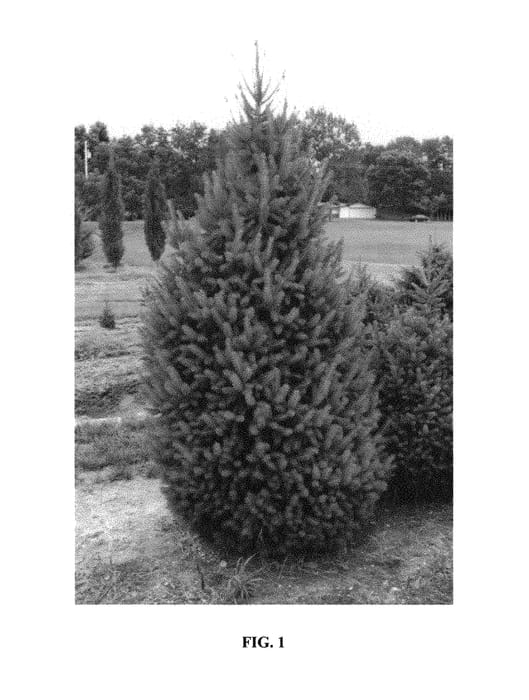 Figure 1 of US plant patent PP29825, the photograph of Westervelt printed in the patent.