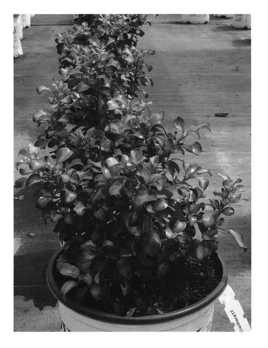 Figure 1 of US plant patent PP29826, the photograph of NGCOP6 printed in the patent.