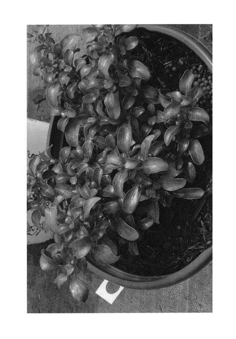 Figure 1 of US plant patent PP29827, the photograph of NGCOP8 printed in the patent.