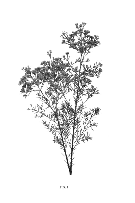 Figure 1 of US plant patent PP29828, the photograph of VEGA printed in the patent.