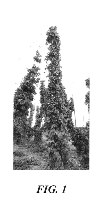 Figure 1 of US plant patent PP29829, the photograph of HBC 520 printed in the patent.