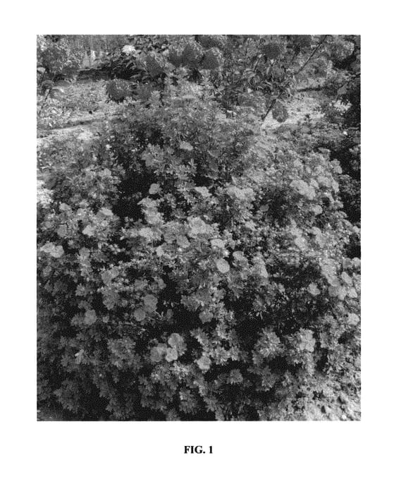 Figure 1 of US plant patent PP29830, the photograph of Jefman printed in the patent.