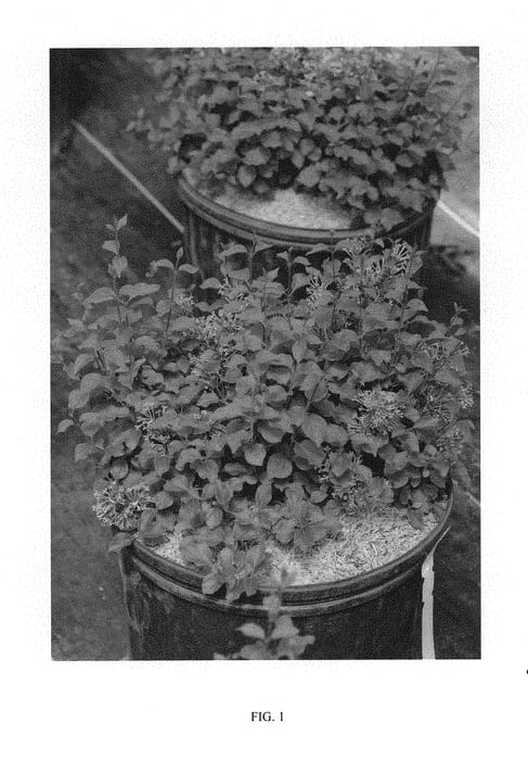 Figure 1 of US plant patent PP29831, the photograph of SMNJRPU printed in the patent.