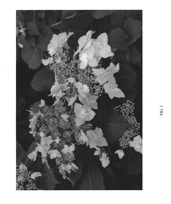 Figure 1 of US plant patent PP29832, the photograph of SMNHSDD printed in the patent.