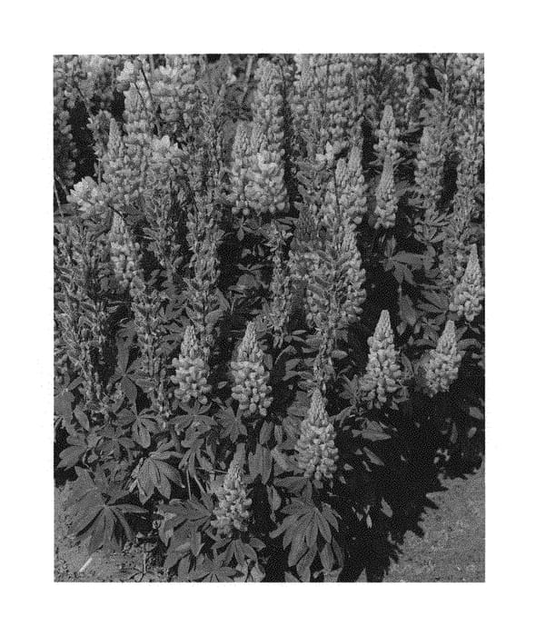 Figure 1 of US plant patent PP29833, the photograph of WCLRATH printed in the patent.