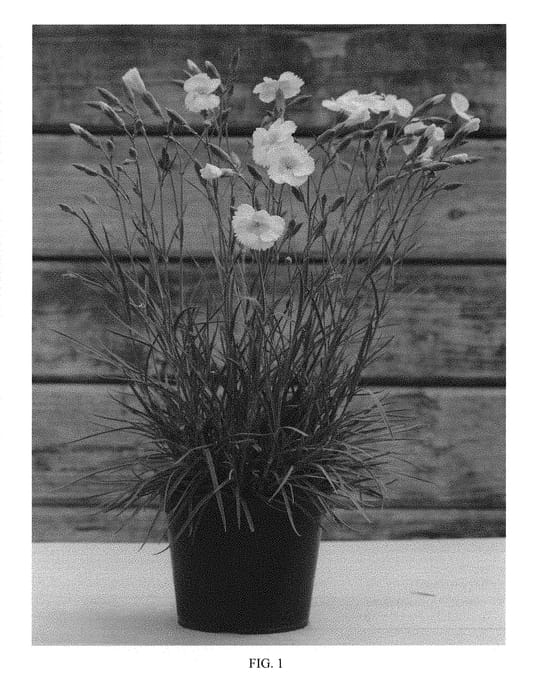Figure 1 of US plant patent PP29834, the photograph of WP15 PIE41 printed in the patent.