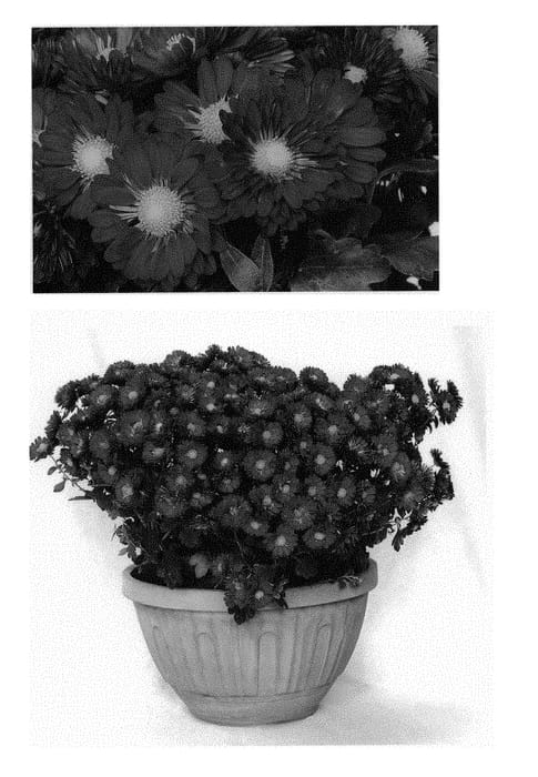 Figure 1 of US plant patent PP29835, the photograph of Firedance Igloo printed in the patent.
