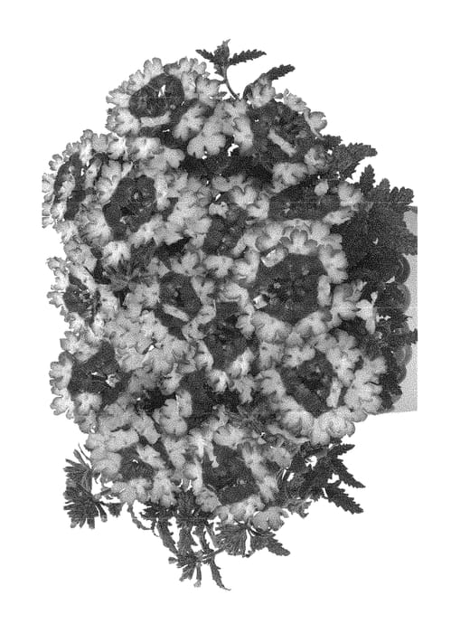 Figure 1 of US plant patent PP29836, the photograph of Duewicbeauburg printed in the patent.