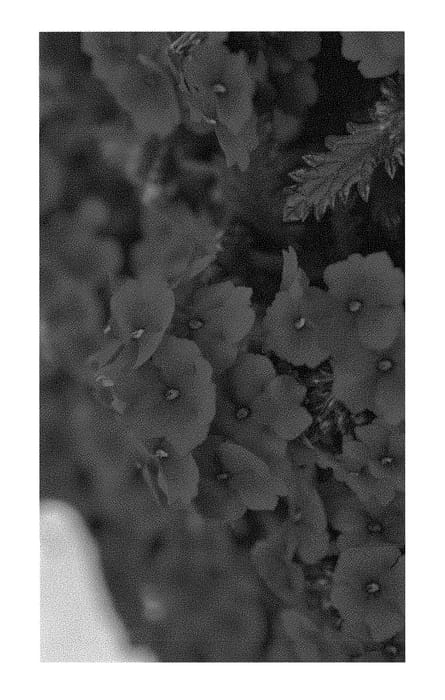 Figure 1 of US plant patent PP29837, the photograph of Dueverlinre printed in the patent.