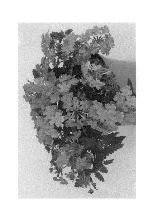 Figure 1 of US plant patent PP29838, the photograph of Dueverlinlav printed in the patent.