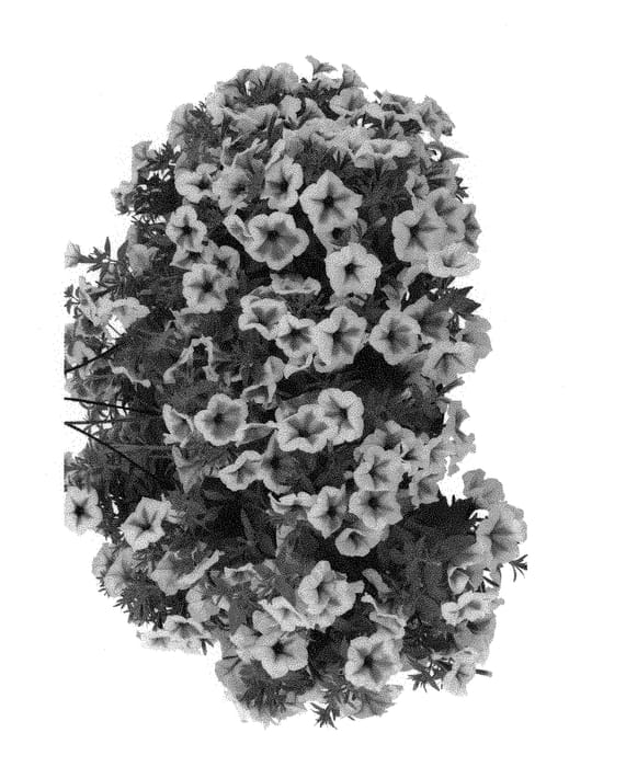 Figure 1 of US plant patent PP29839, the photograph of Duepetsurpurdan printed in the patent.