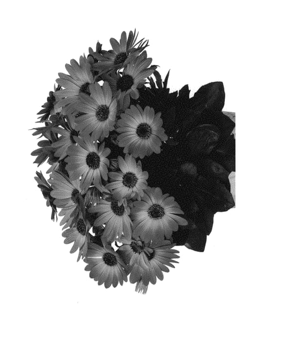 Figure 1 of US plant patent PP29840, the photograph of Dueostmaorflar printed in the patent.
