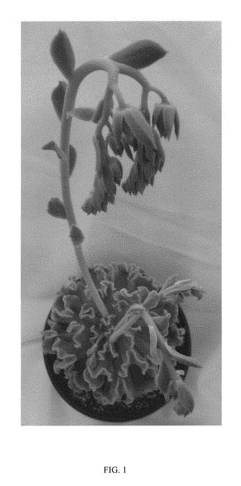 Figure 1 of US plant patent PP29841, the photograph of Arctic Lace printed in the patent.