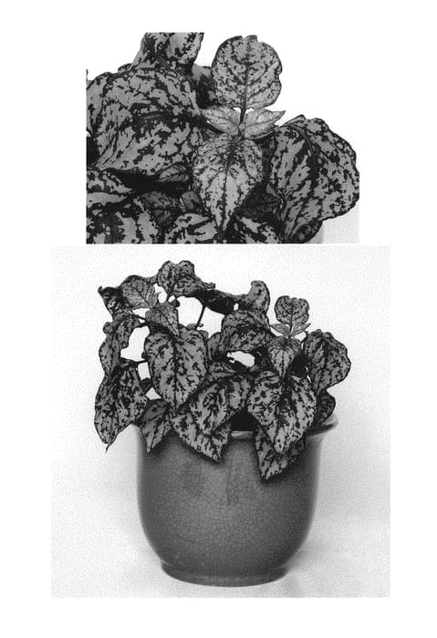 Figure 1 of US plant patent PP29842, the photograph of G14160 printed in the patent.