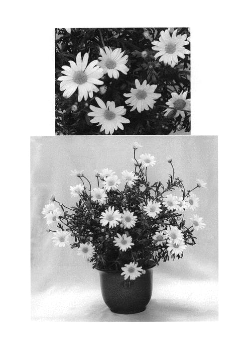 Figure 1 of US plant patent PP29843, the photograph of G15104 printed in the patent.