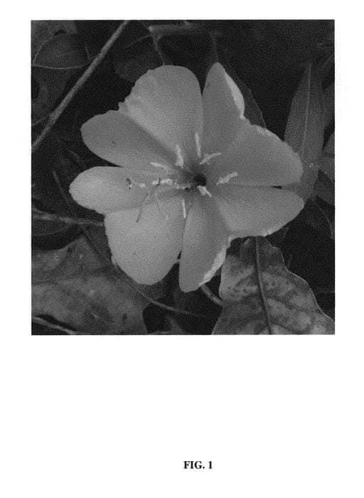 Figure 1 of US plant patent PP29844, the photograph of Tx-10-g-l-11-9-12-5 printed in the patent.