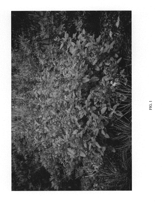 Figure 1 of US plant patent PP29845, the photograph of IB304-2 PURPLE printed in the patent.