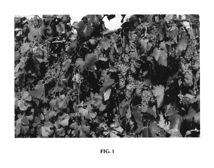 Figure 1 of US plant patent PP29847, the photograph of Itasca printed in the patent.