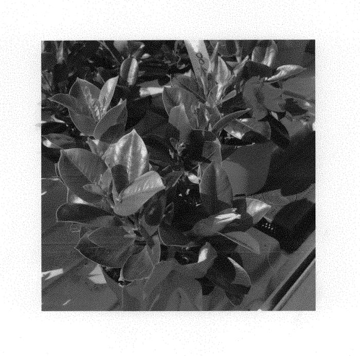 Figure 1 of US plant patent PP29848, the photograph of MAN216902 printed in the patent.