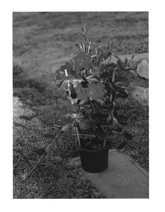 Figure 1 of US plant patent PP29849, the photograph of Lankentucky printed in the patent.
