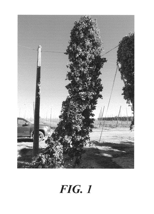 Figure 1 of US plant patent PP29850, the photograph of HBC 682 printed in the patent.
