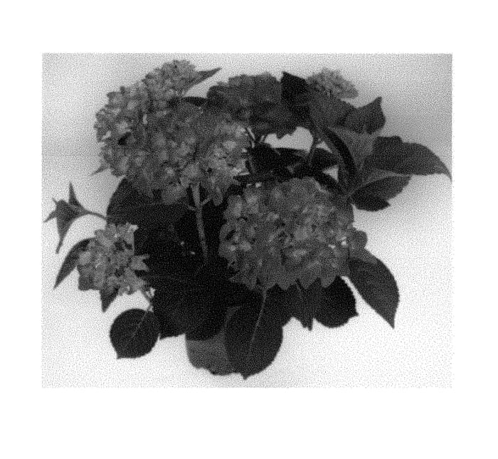 Figure 1 of US plant patent PP29851, the photograph of SCHROLL85-09-02 printed in the patent.