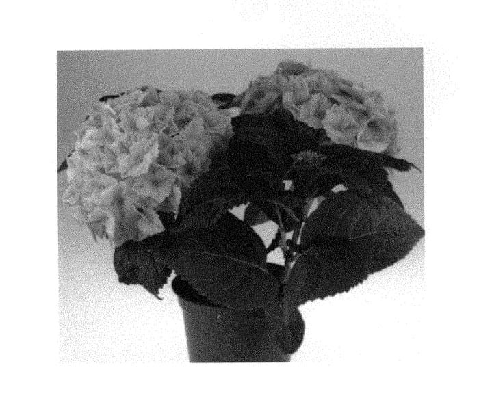 Figure 1 of US plant patent PP29852, the photograph of SCHROLL121-12-01 printed in the patent.