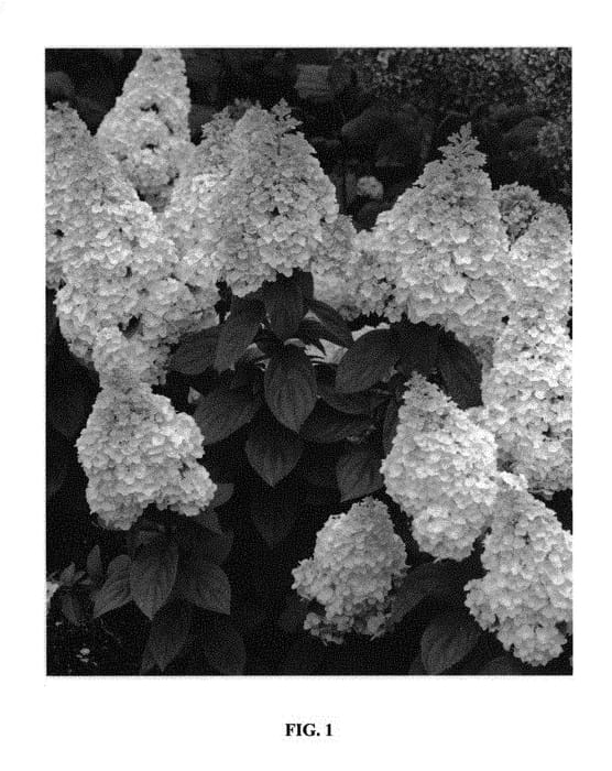 Figure 1 of US plant patent PP29853, the photograph of KOLMAKILIMA printed in the patent.
