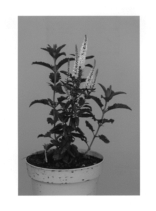 Figure 1 of US plant patent PP29854, the photograph of Allvbride printed in the patent.