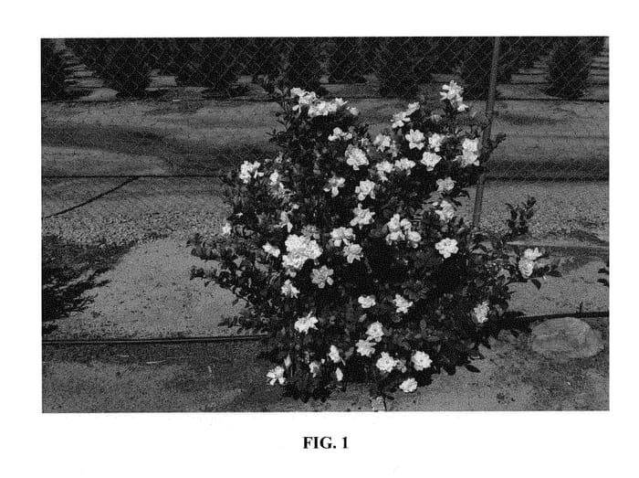Figure 1 of US plant patent PP29855, the photograph of 4MARIAJ01 printed in the patent.