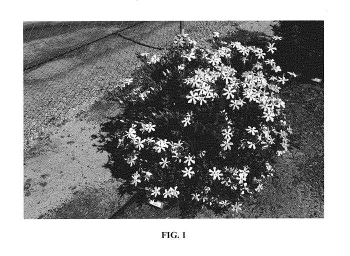 Figure 1 of US plant patent PP29856, the photograph of 4BELLACJ01 printed in the patent.
