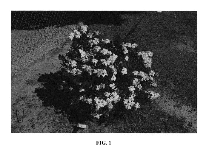 Figure 1 of US plant patent PP29857, the photograph of 4KIMYMJ01 printed in the patent.