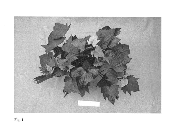 Figure 1 of US plant patent PP29858, the photograph of NCORNSP-023BWAM printed in the patent.