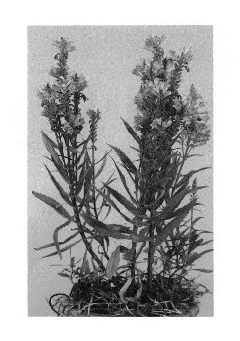 Figure 1 of US plant patent PP29859, the photograph of Nicauca printed in the patent.
