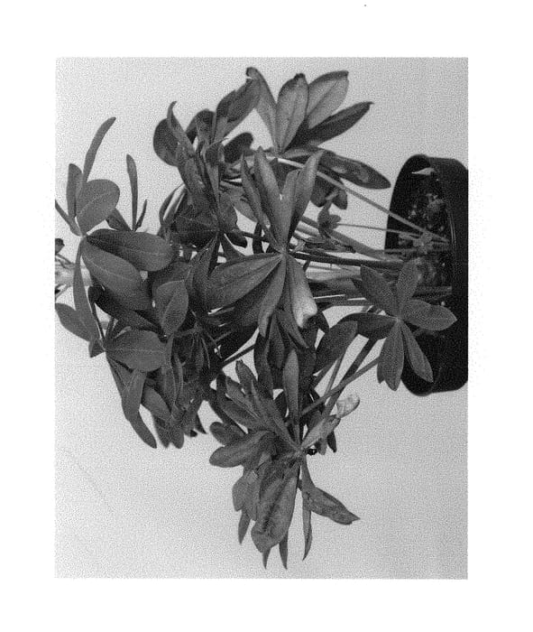 Figure 1 of US plant patent PP29860, the photograph of WCLMALA printed in the patent.