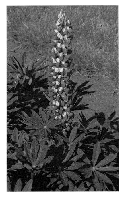 Figure 1 of US plant patent PP29861, the photograph of WCLKICA printed in the patent.