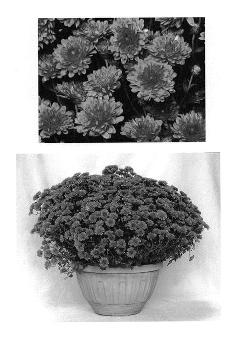 Figure 1 of US plant patent PP29862, the photograph of Ice Pink Igloo printed in the patent.